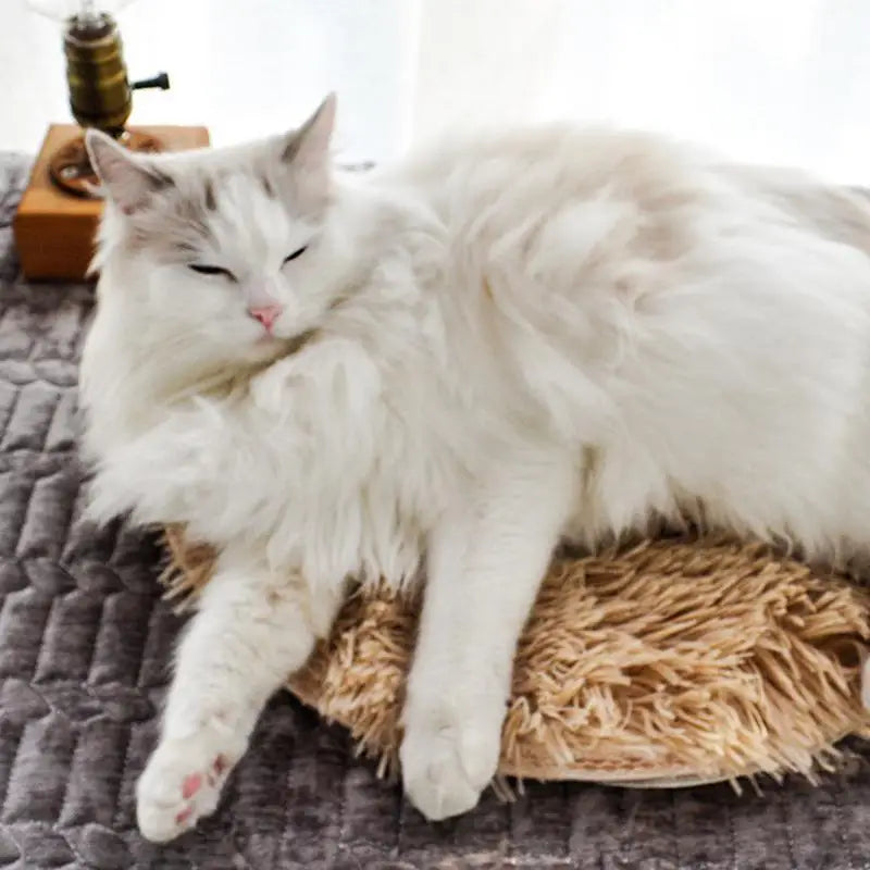 Heated Cat Cushion – Warmth and Comfort for Your Cat